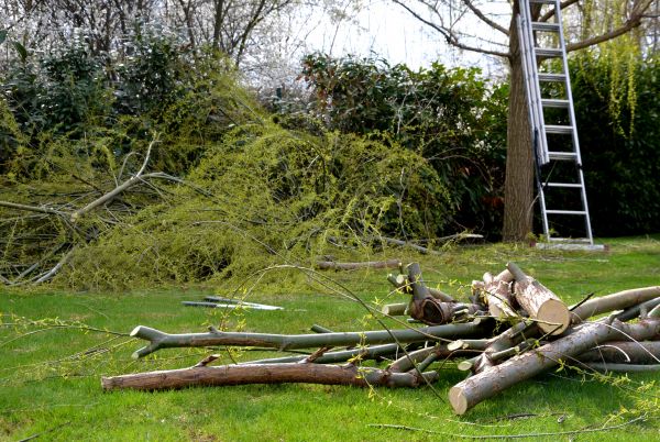 Tree Debris Pickup
