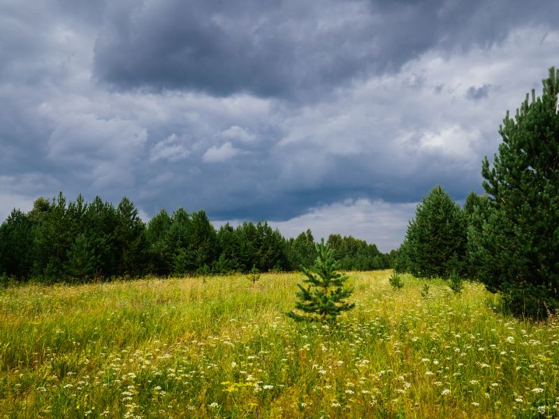 Underbrush Clearing