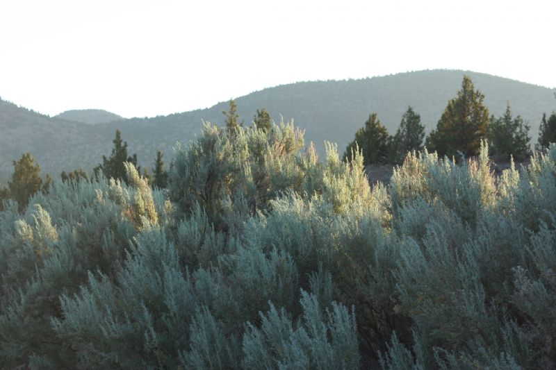 Underbrush Clearing