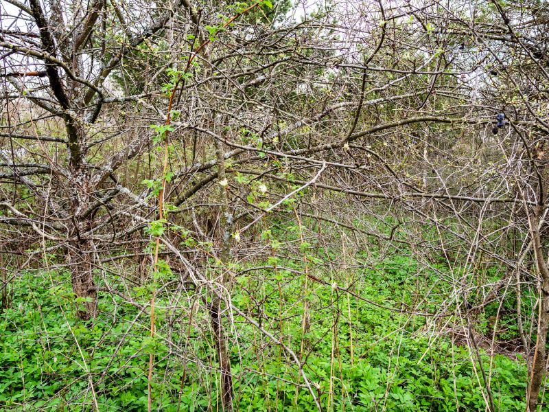 Products For Underbrush Clearings in use