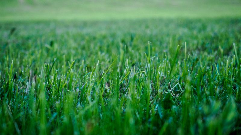 Summer Lawn Care in Bowie, MD