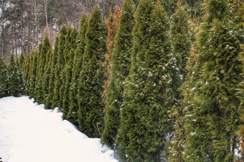 Underbrush Clearing in Winter