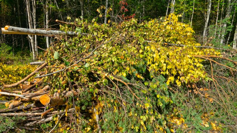 Spring Underbrush Removal